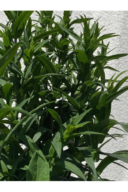 Астра кустовая Эрли Блю - 3л/вис.30-40см/Ø20-30см